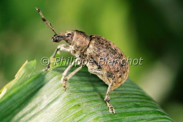 othiorhynchus ligustici.JPG - Otiorhynchus ligusticiOtiorhynque de la vigneAlfalfa snout beetleColeoptera, CurculionidaeHauts de Seine, France